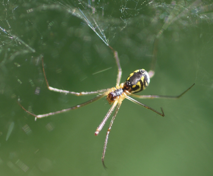 Neriene sp.